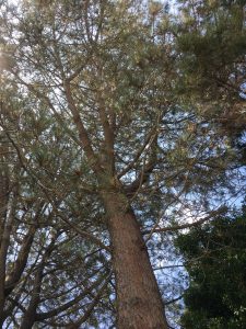 Read more about the article Living Memorial Nominations – August 2018